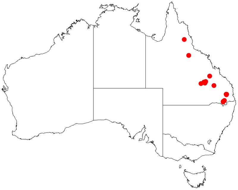 Acacia resinocostata