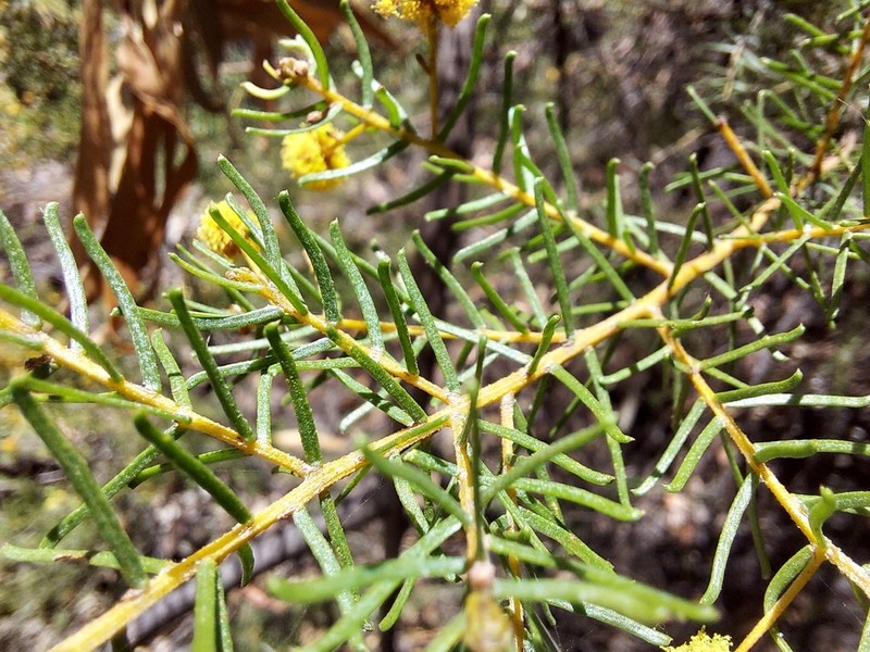 Acacia resinocostata photo 2