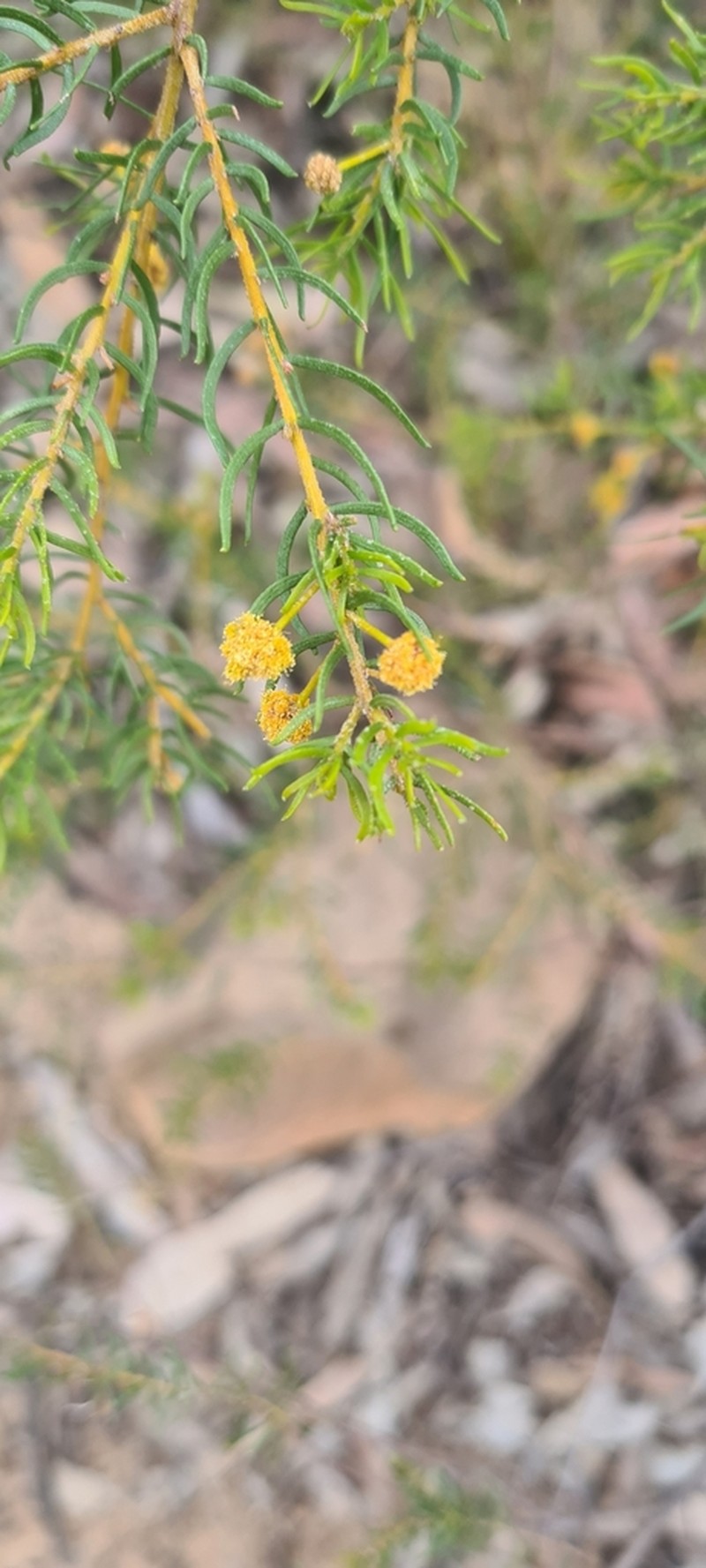 Acacia resinocostata photo 3