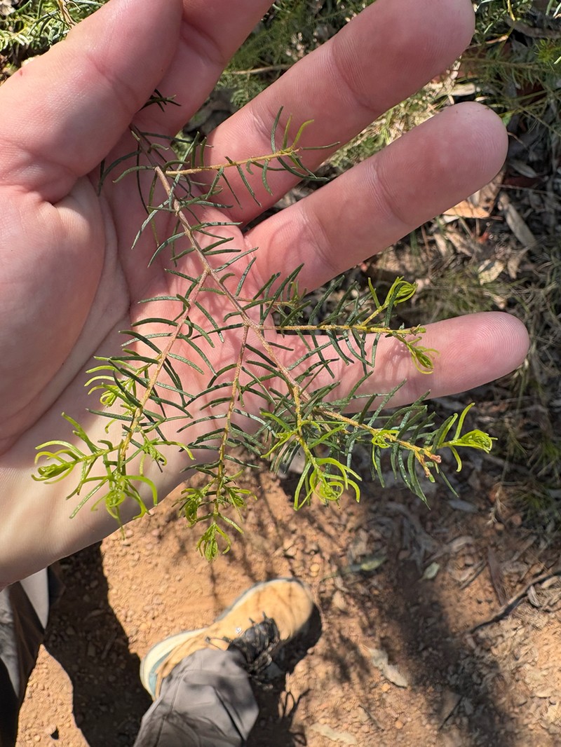 Acacia resinocostata photo 4