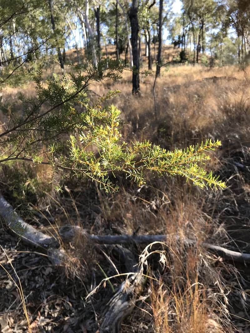 Acacia resinocostata photo 5