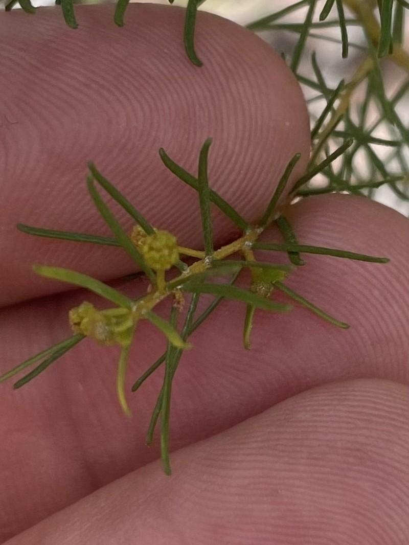 Acacia resinocostata photo 6