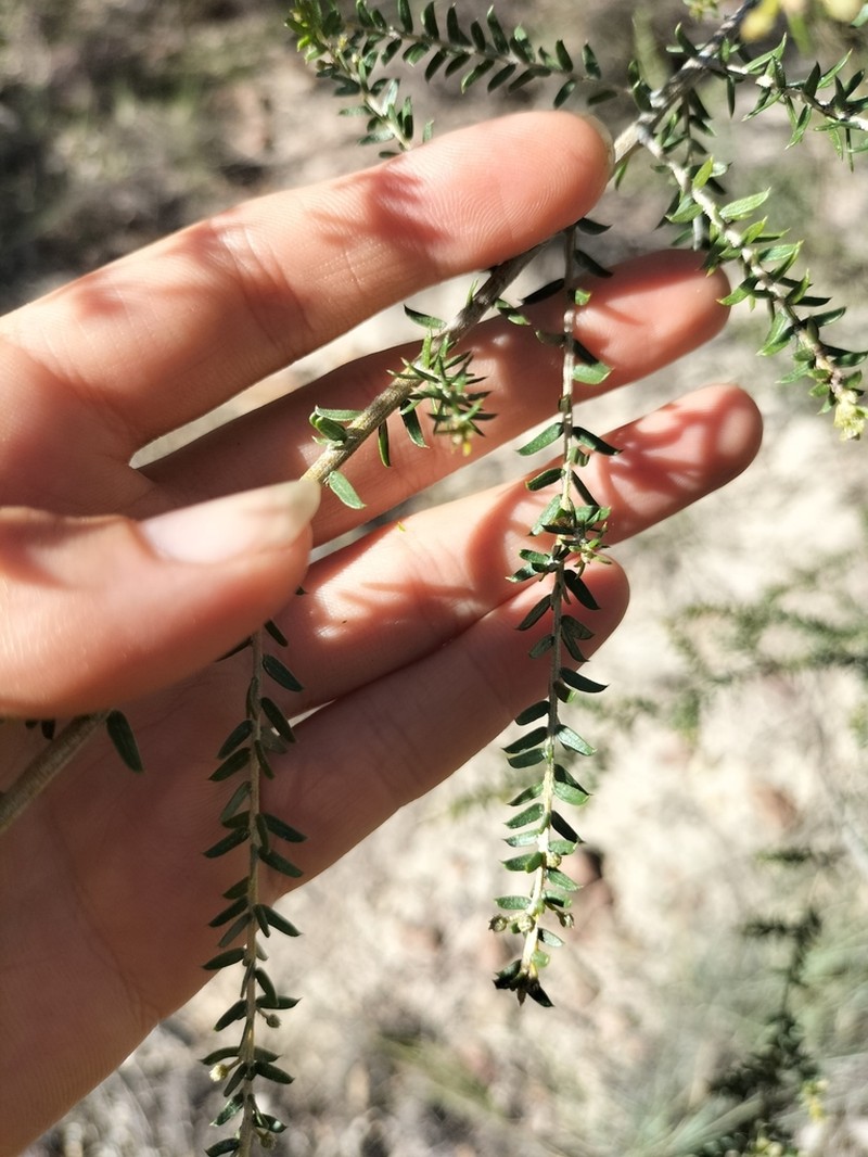 Acacia resinocostata photo 7