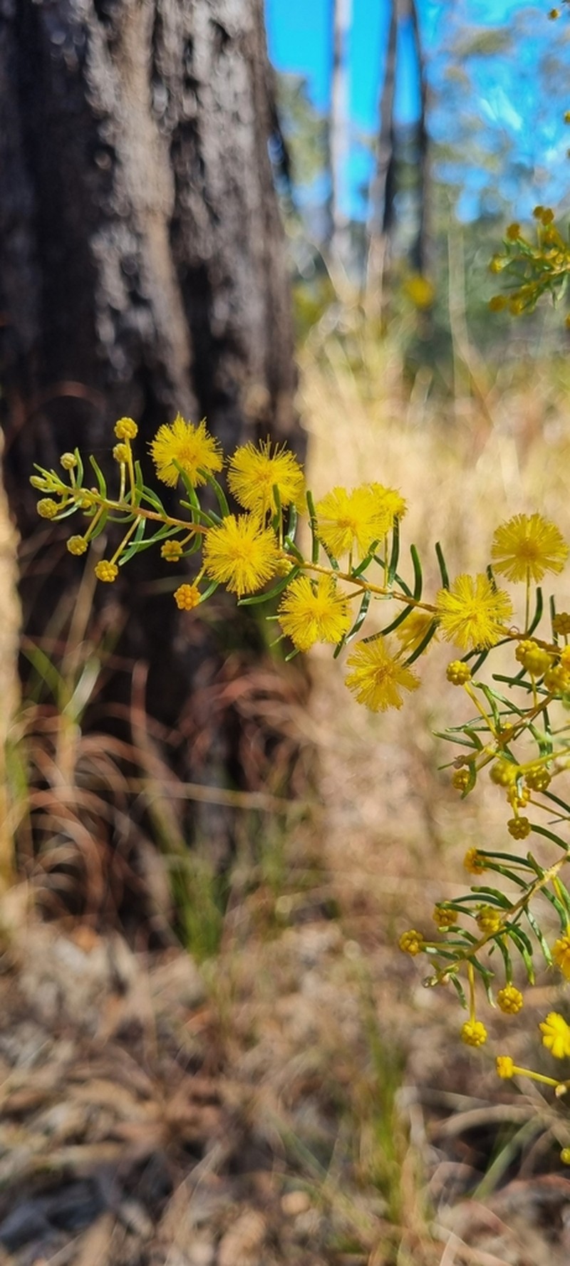 Acacia resinocostata photo 8