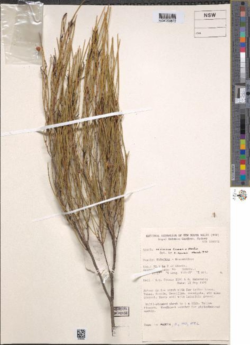 Acacia resinosa photo 4
