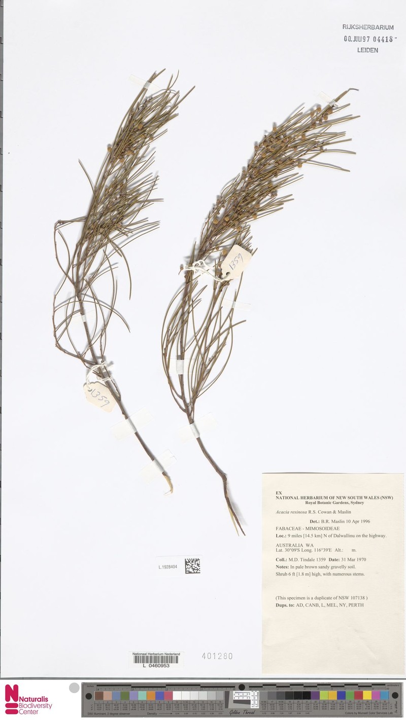 Acacia resinosa photo 5