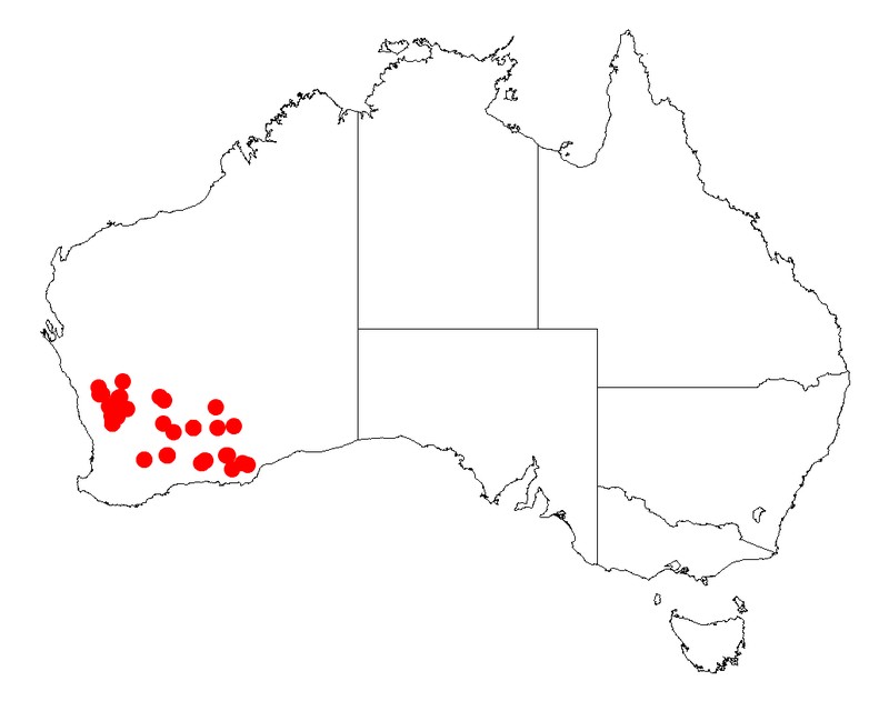 Acacia resinosa
