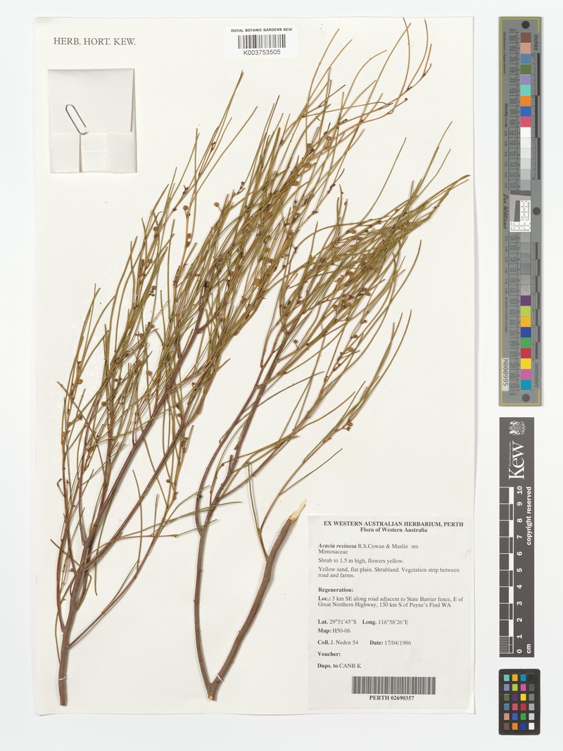 Acacia resinosa photo 2