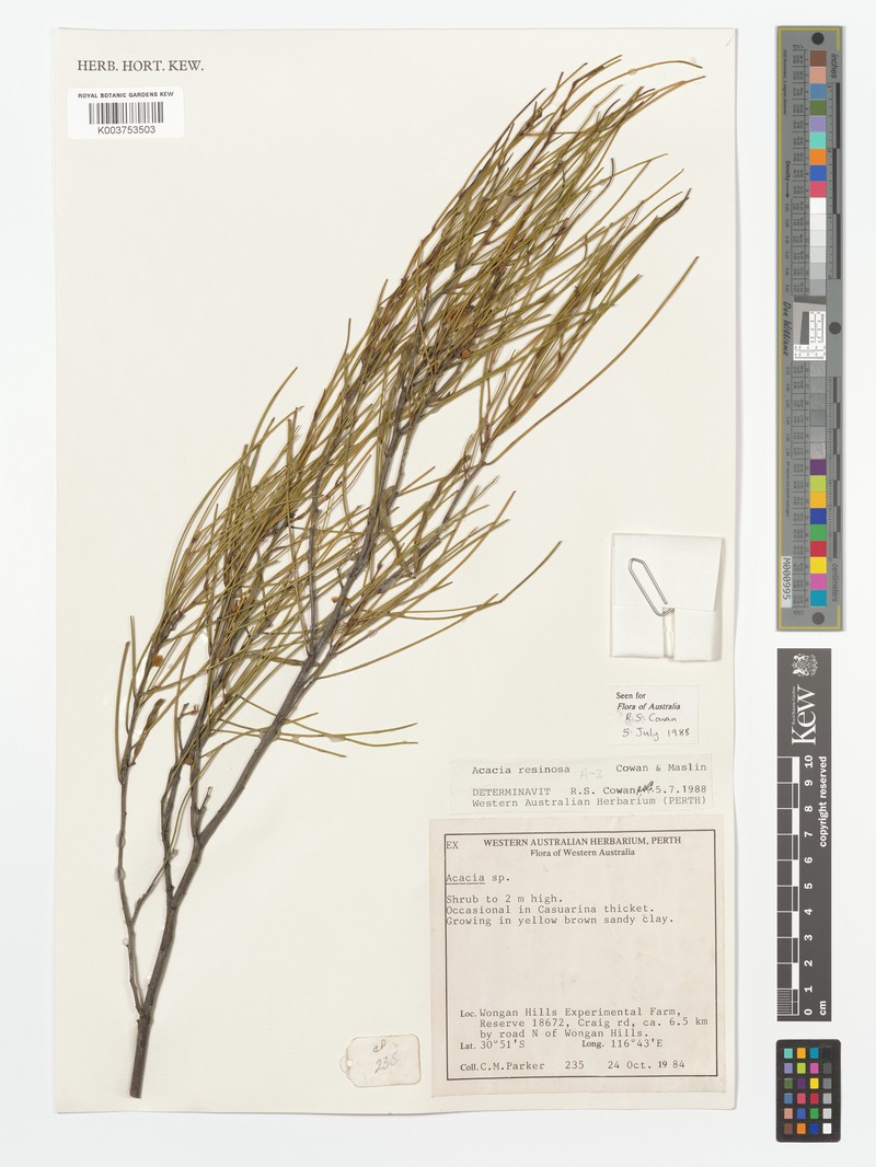 Acacia resinosa photo 3