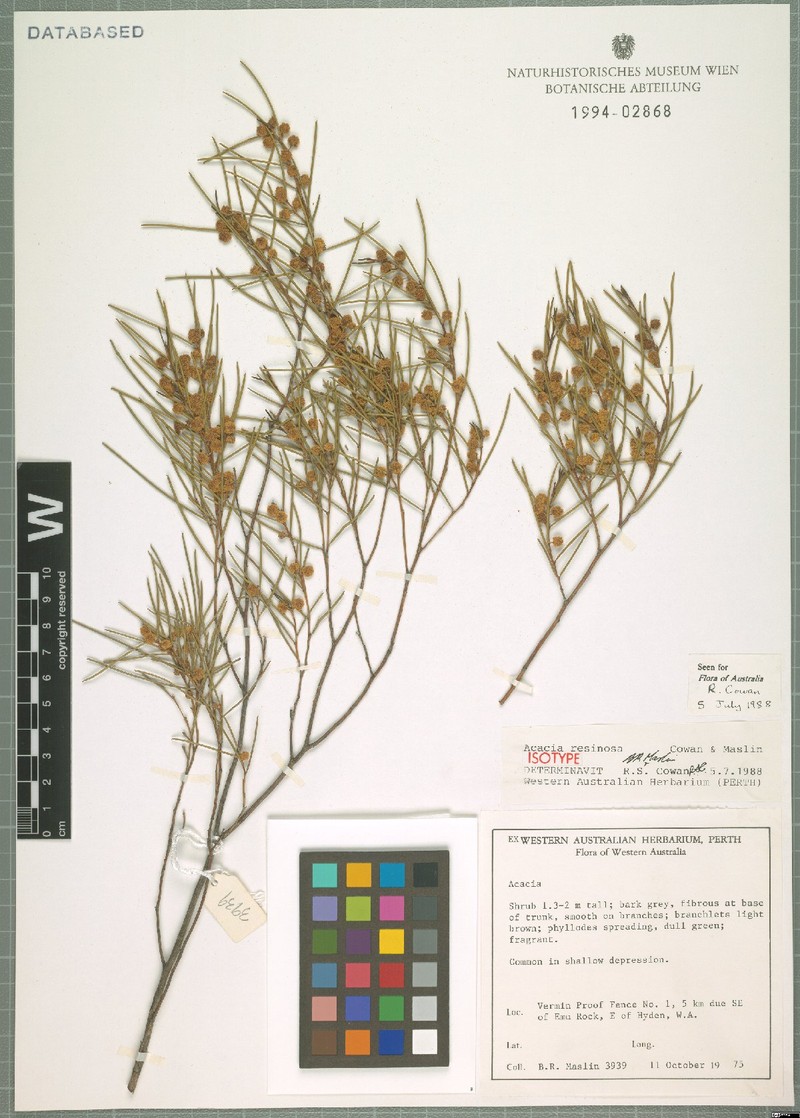 Acacia resinosa photo 4