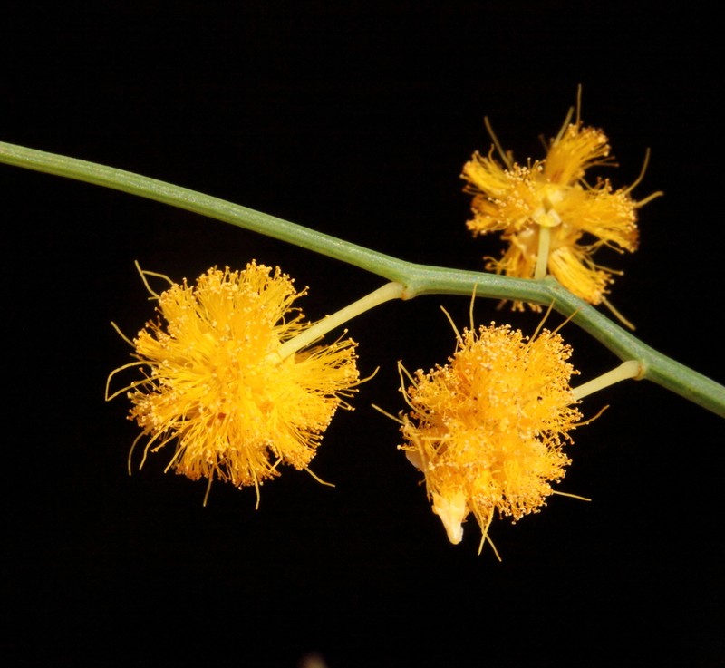 Acacia restiacea photo 2