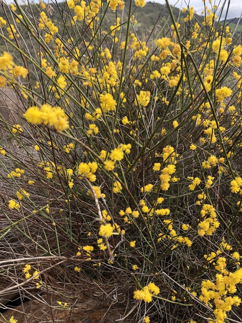 Acacia restiacea photo 3