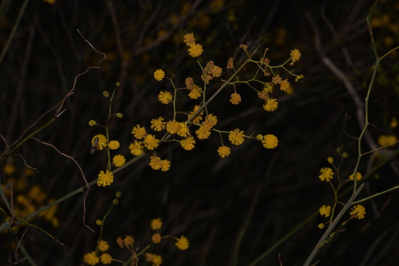 Acacia restiacea photo 4