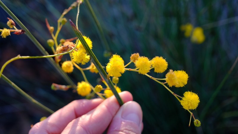 Acacia restiacea photo 5