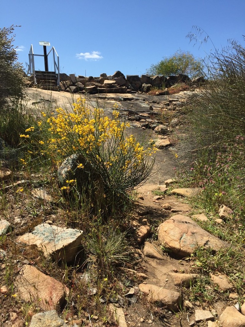 Acacia restiacea photo 6