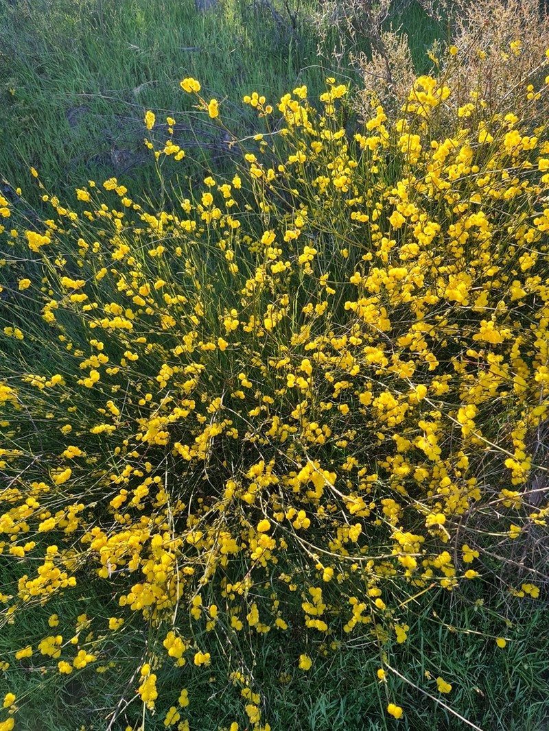 Acacia restiacea photo 7