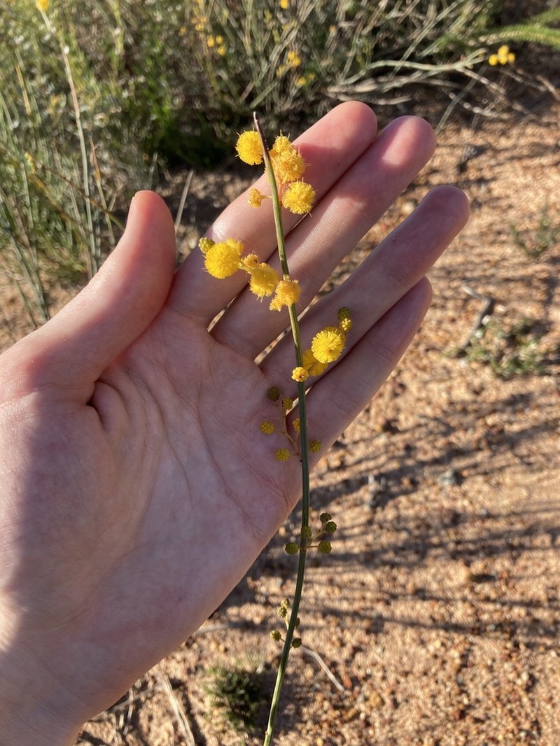 Acacia restiacea photo 8