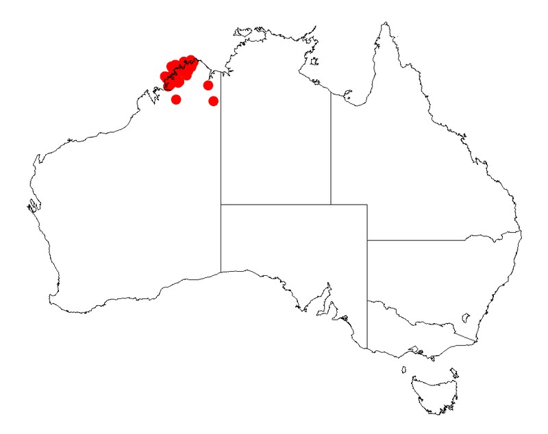 Acacia retinervis