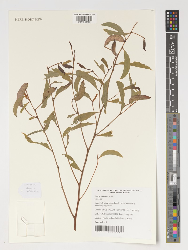 Acacia retinervis photo 2