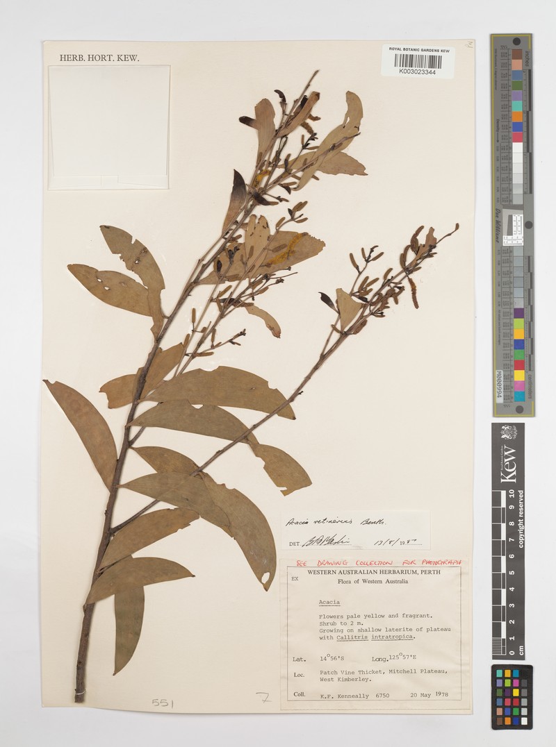 Acacia retinervis photo 3