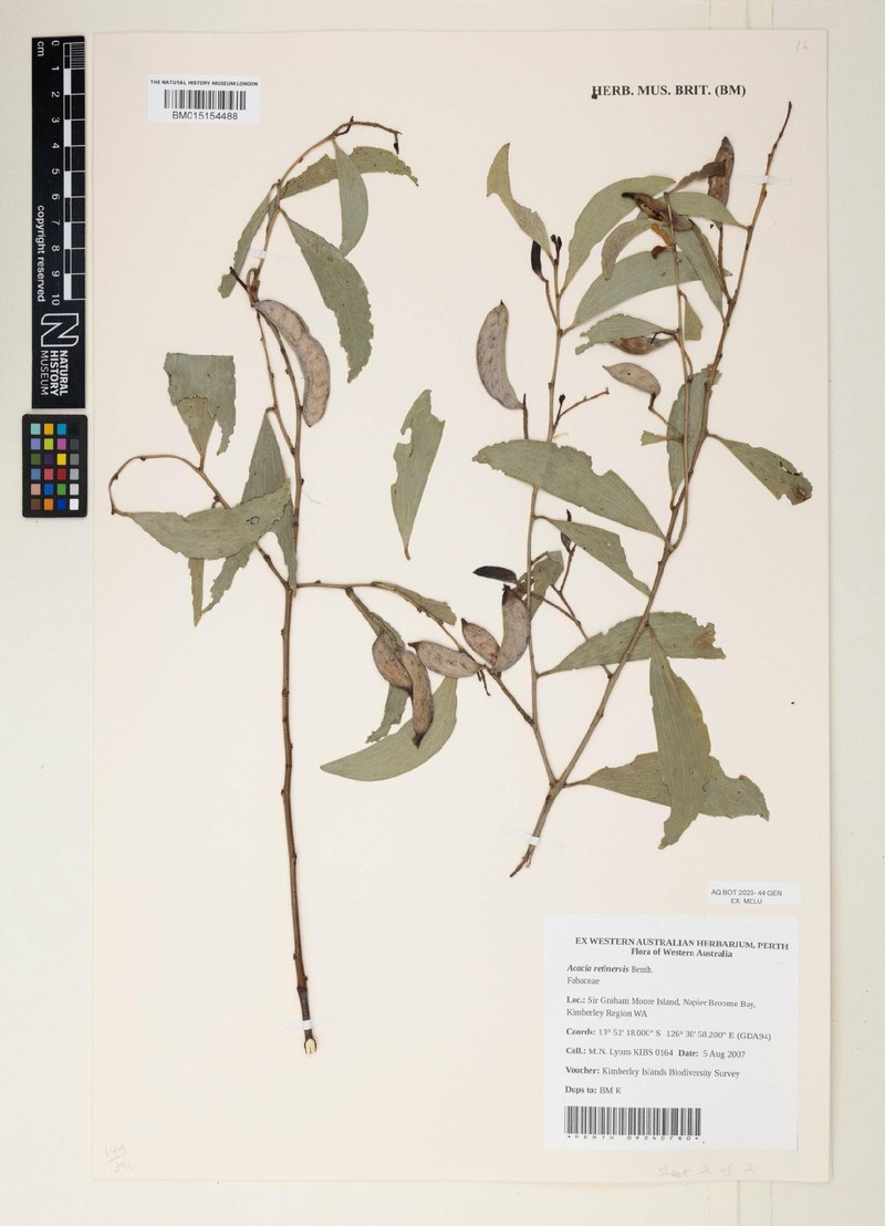 Acacia retinervis photo 4