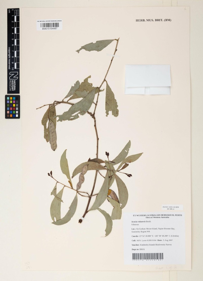 Acacia retinervis photo 5