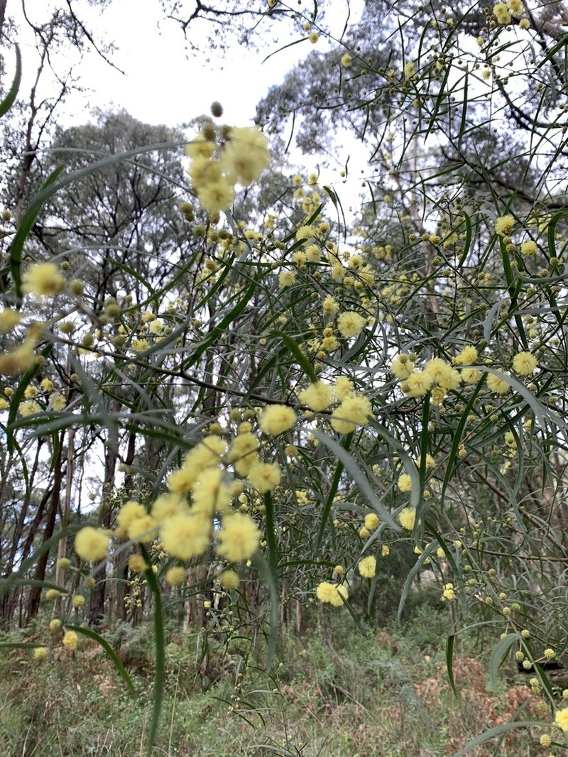 Water Wattle photo 4
