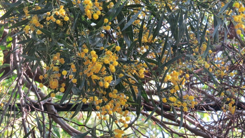 Water Wattle photo 5