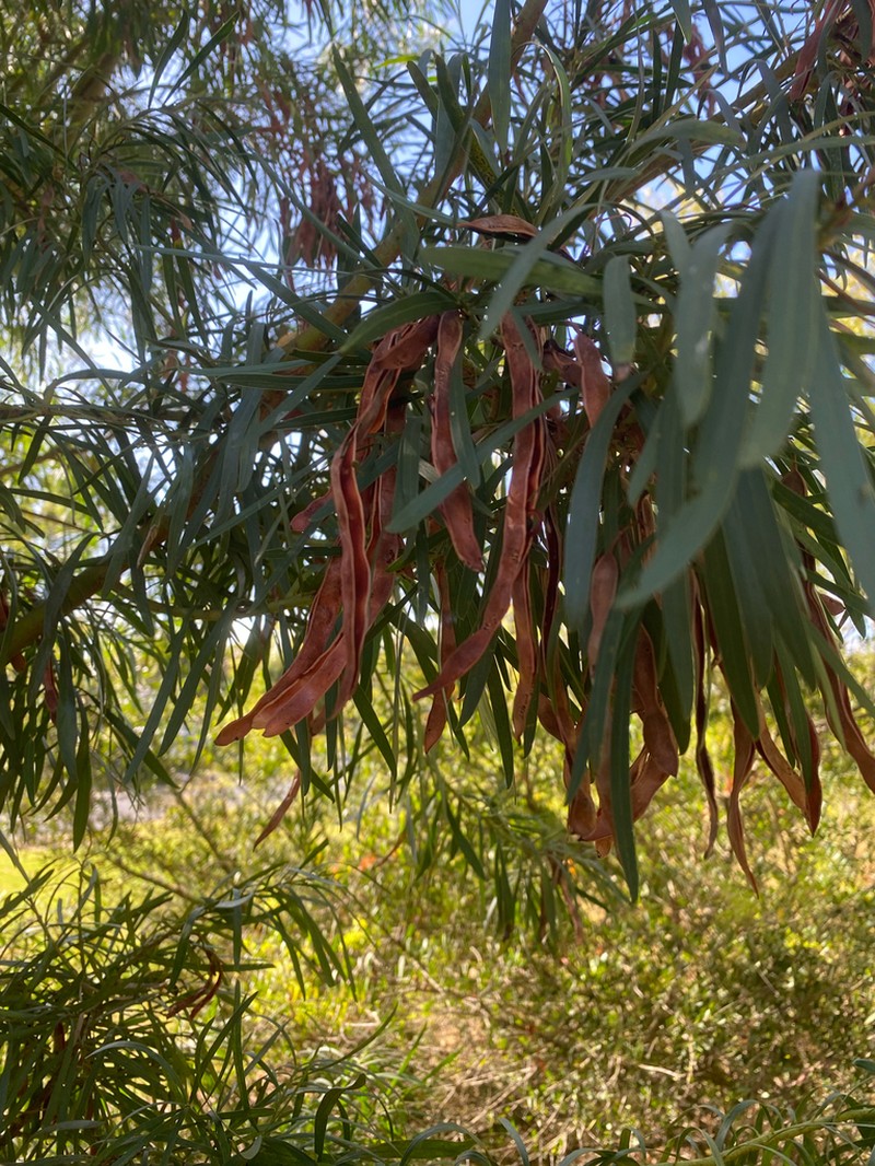 Water Wattle photo 6