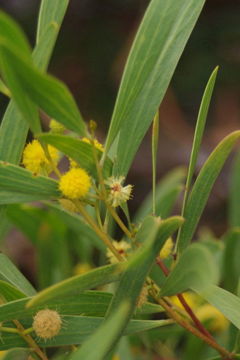 Water Wattle photo 7