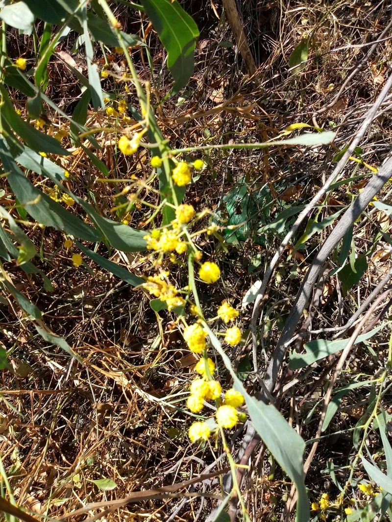 Water Wattle photo 8