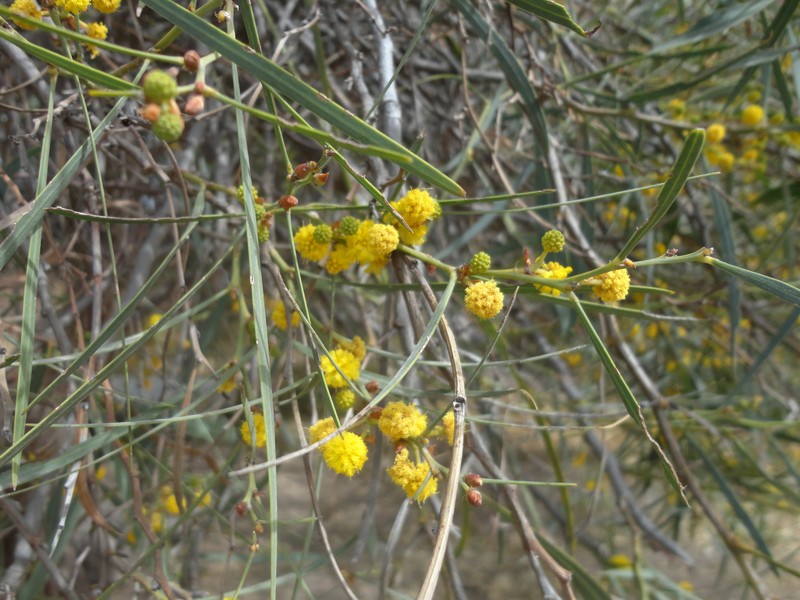 Water Wattle photo 2