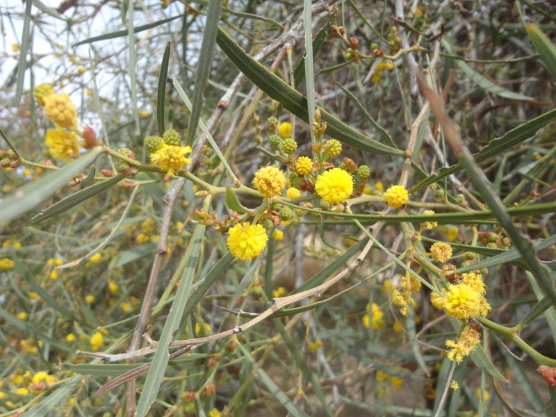 Water Wattle photo 3