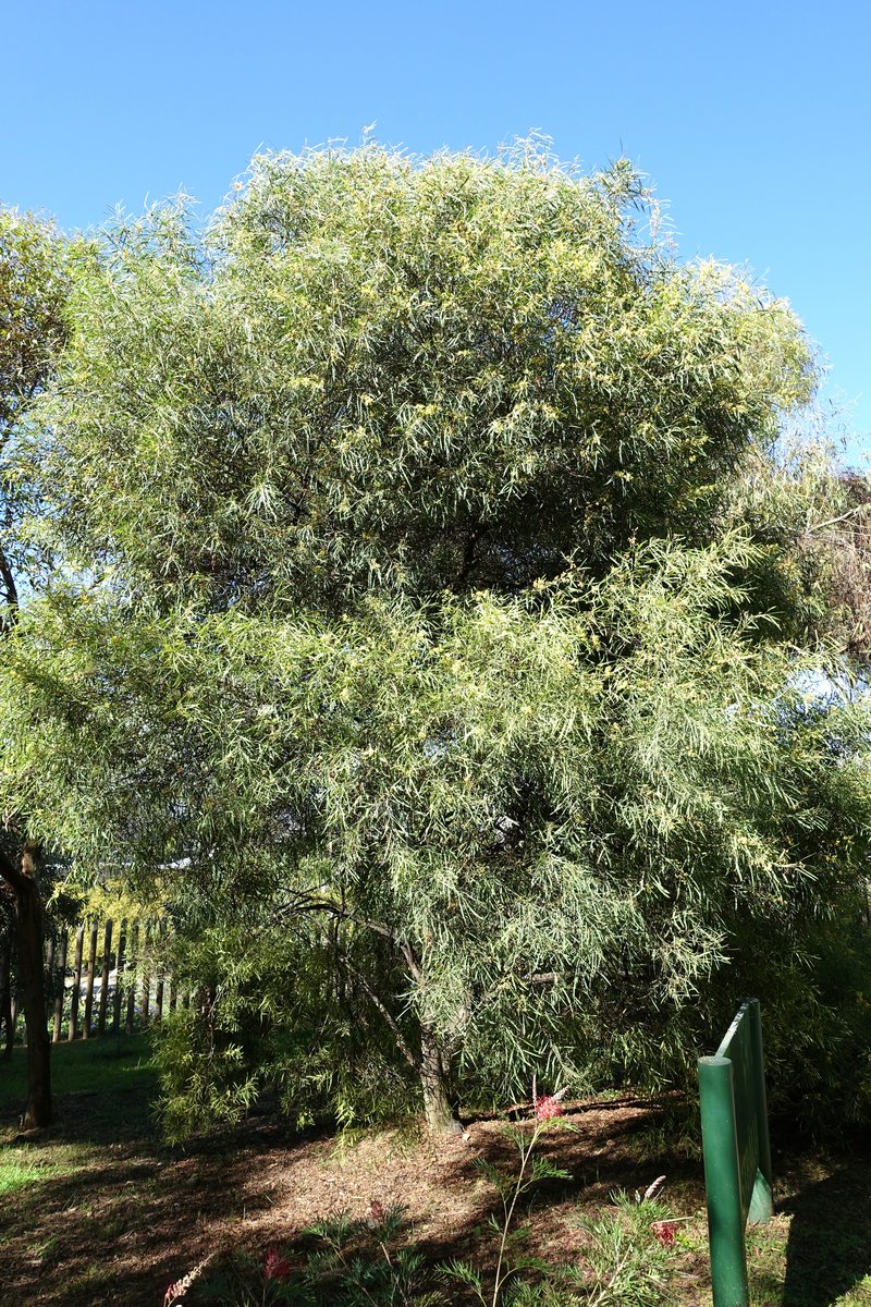 Water Wattle photo 4