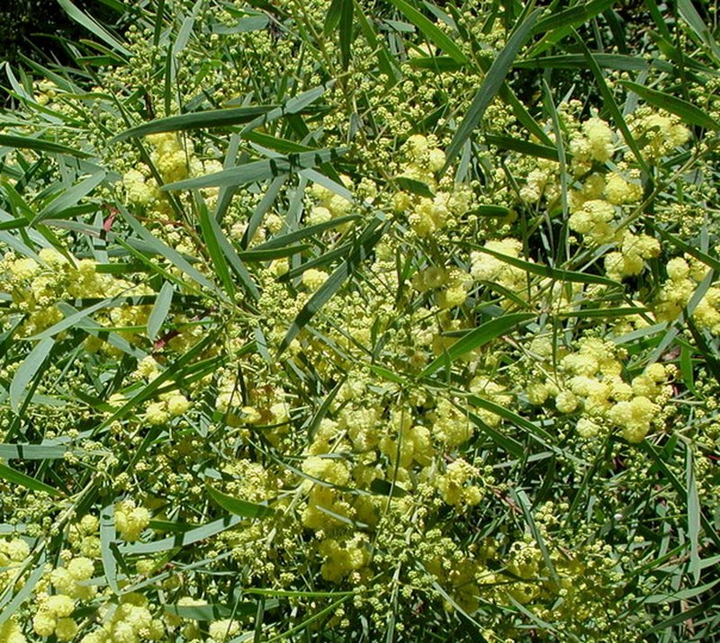 Water Wattle photo 5