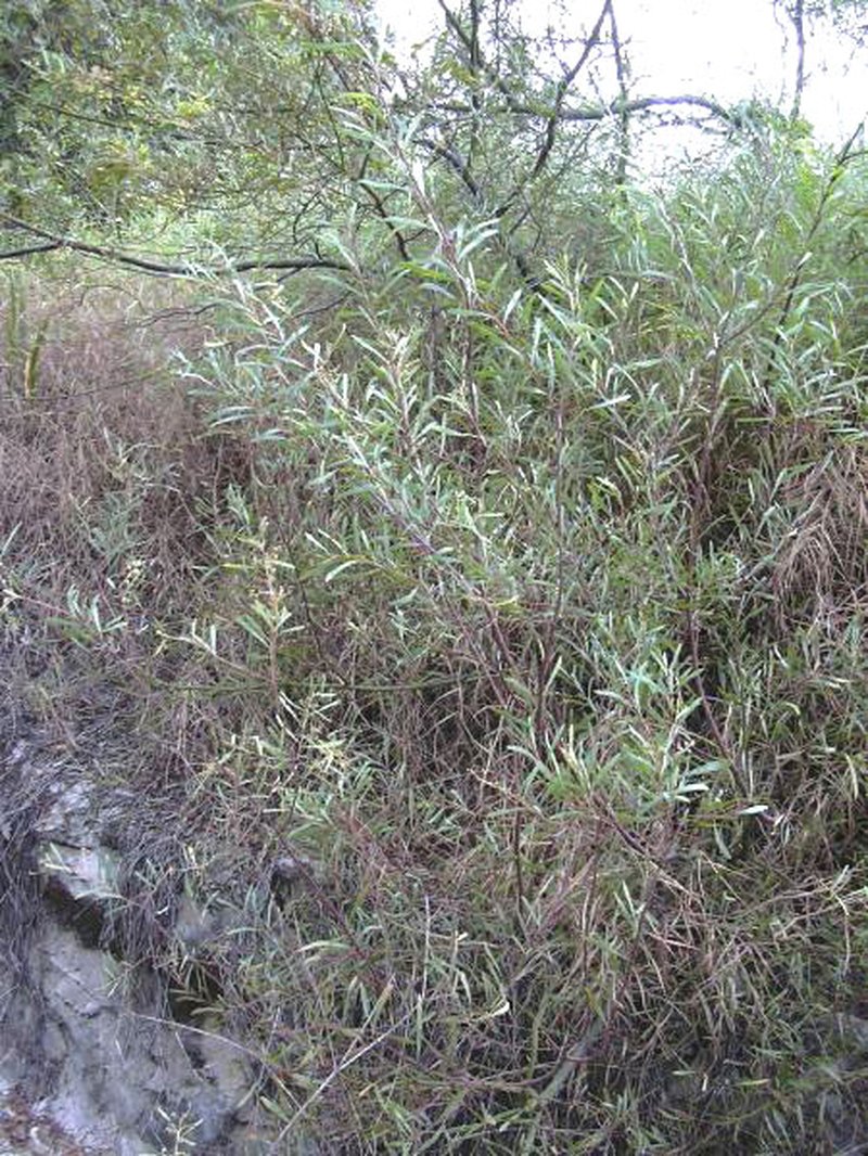 Water Wattle photo 6