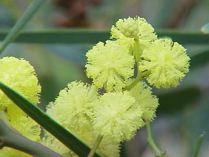 Water Wattle photo 8