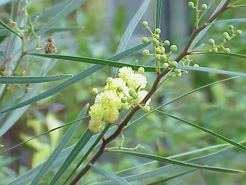 Water Wattle