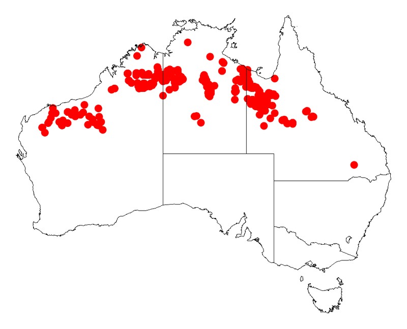 Acacia retivenea