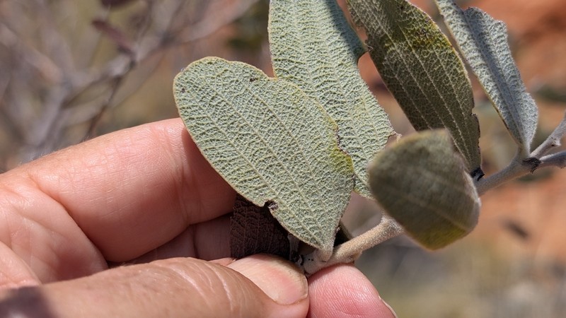 Acacia retivenea photo 2
