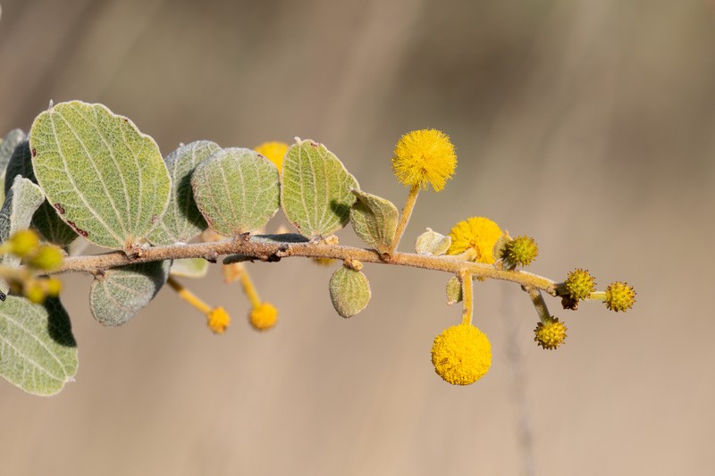 Acacia retivenea photo 3