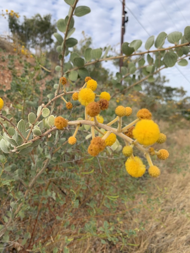 Acacia retivenea photo 4