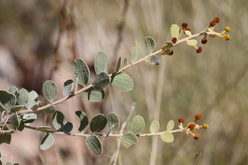 Acacia retivenea photo 5