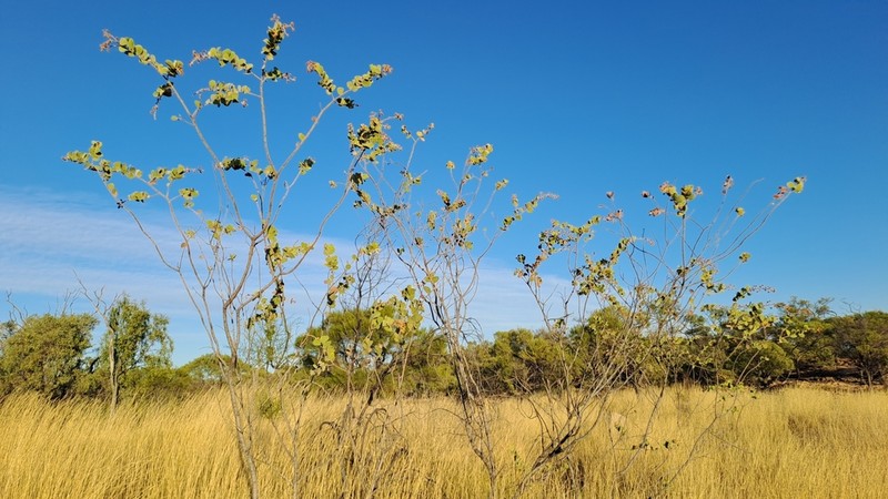 Acacia retivenea photo 6