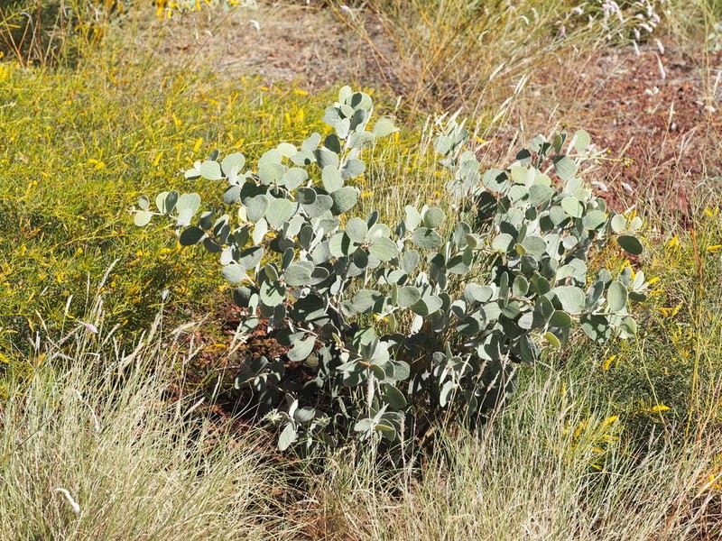 Acacia retivenea photo 7