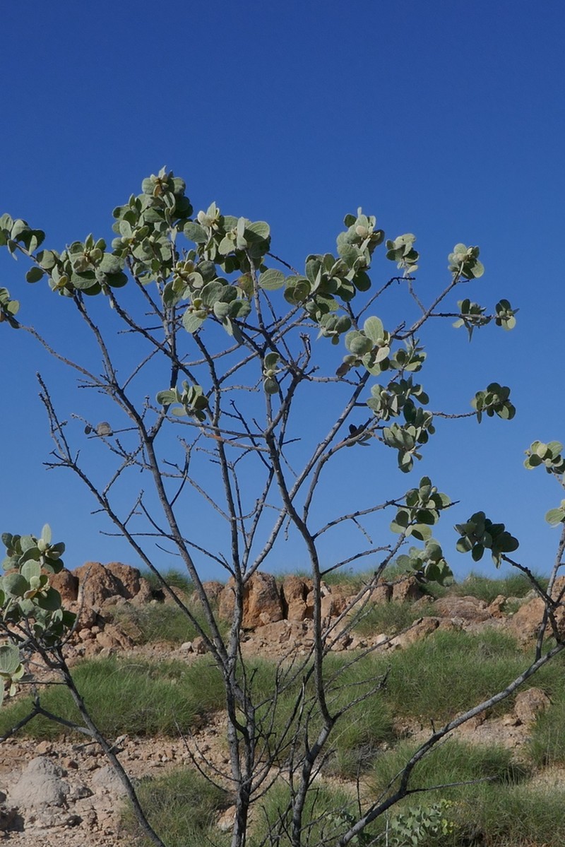 Acacia retivenea photo 8