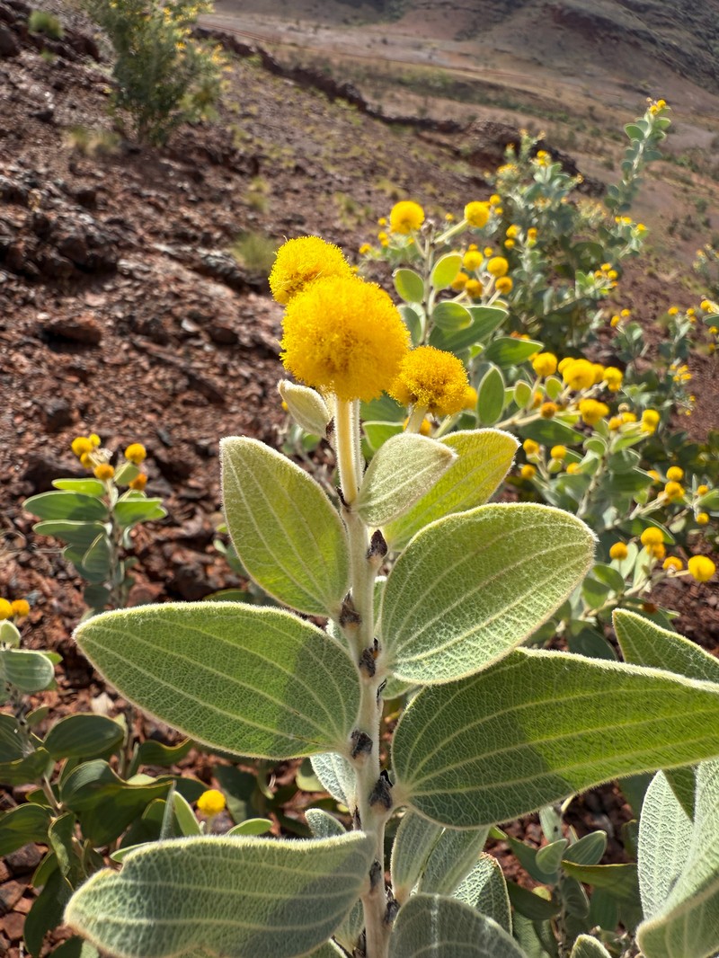 Acacia retivenea subsp. clandestina photo 2