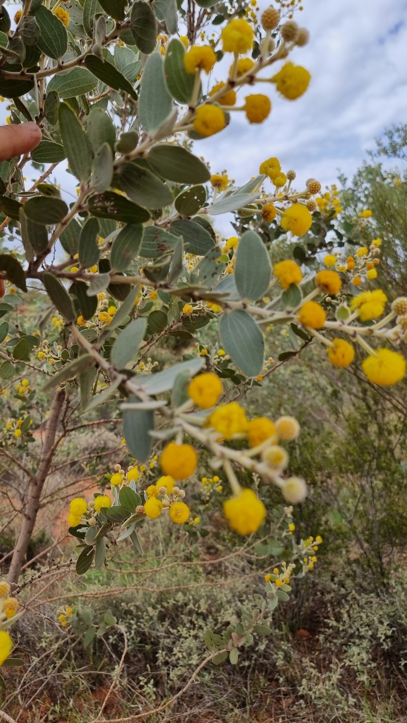Acacia retivenea subsp. clandestina photo 3