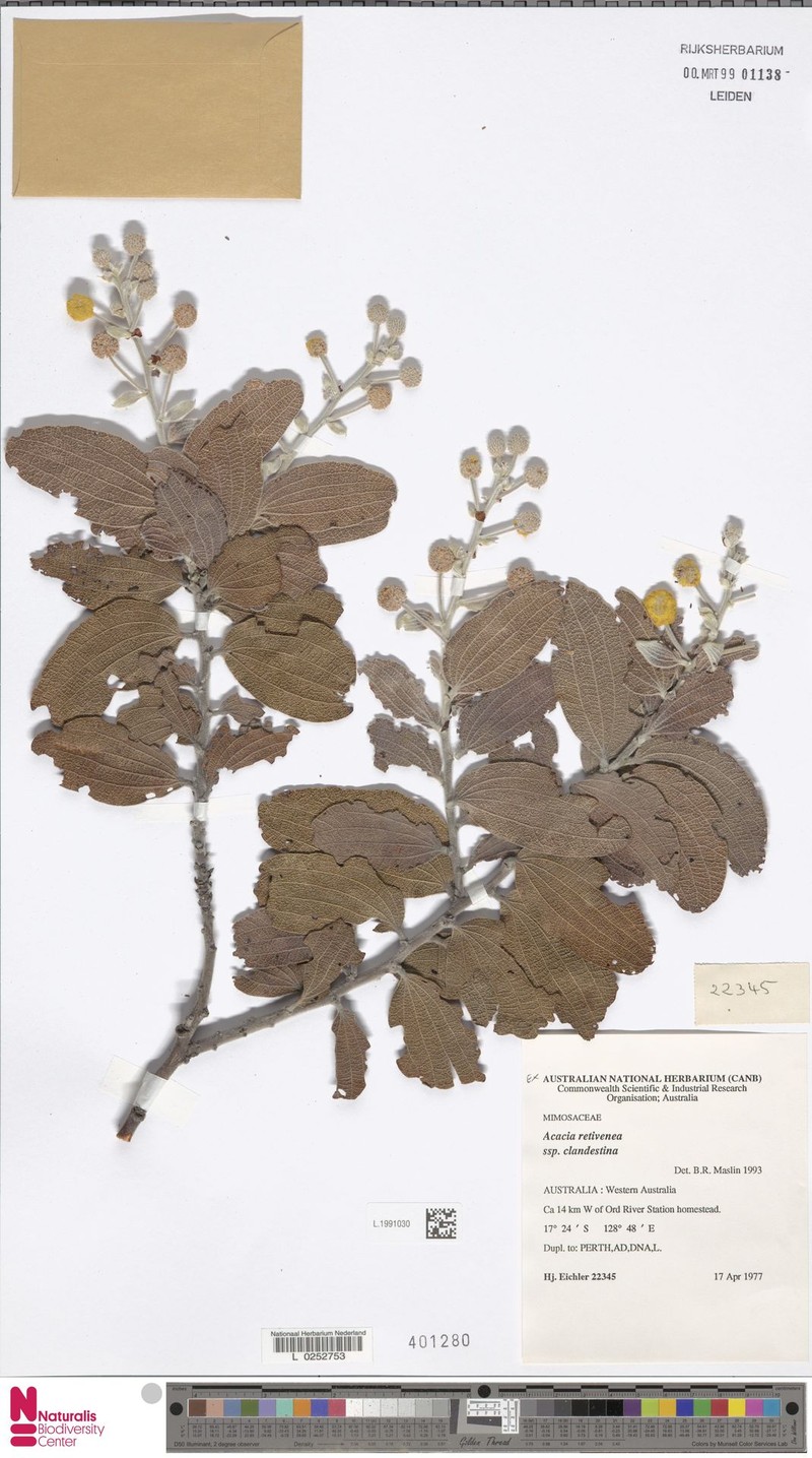 Acacia retivenea subsp. clandestina photo 5