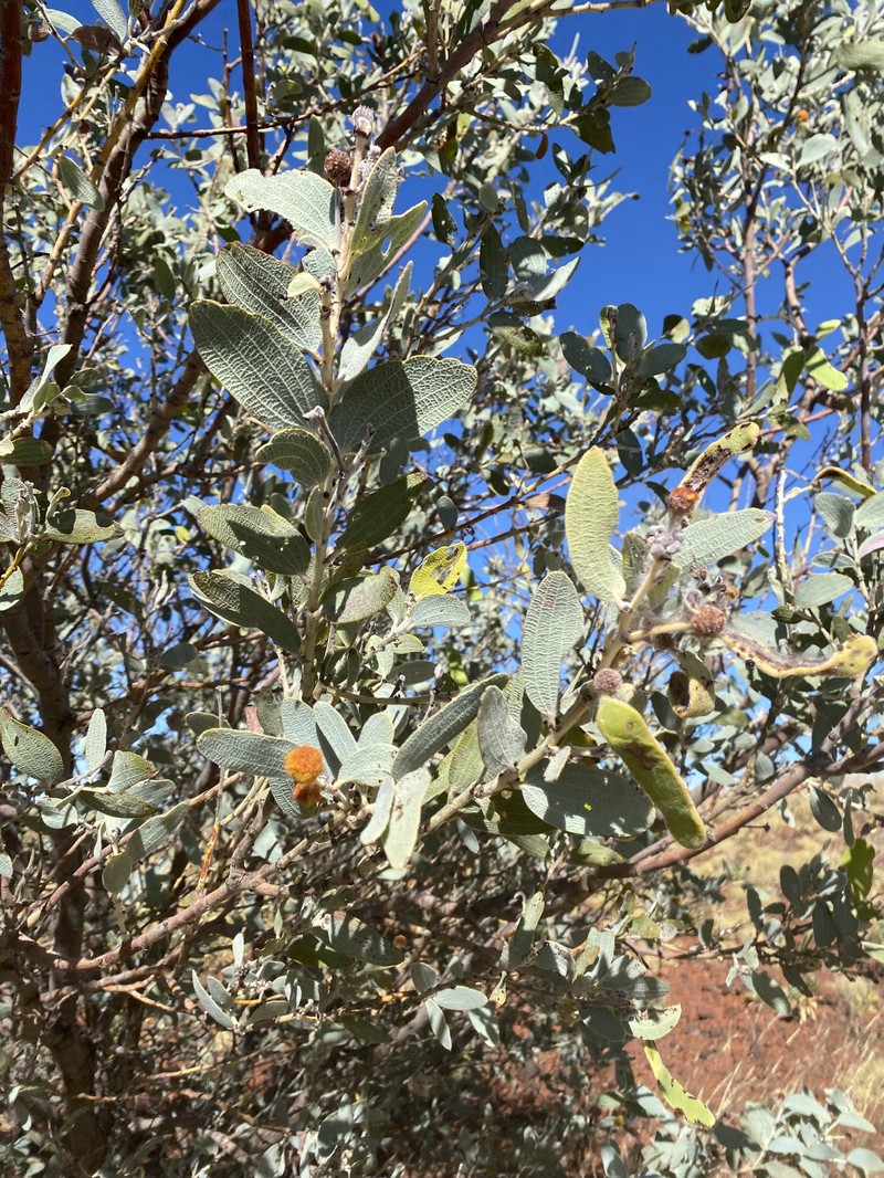 Acacia retivenea subsp. clandestina